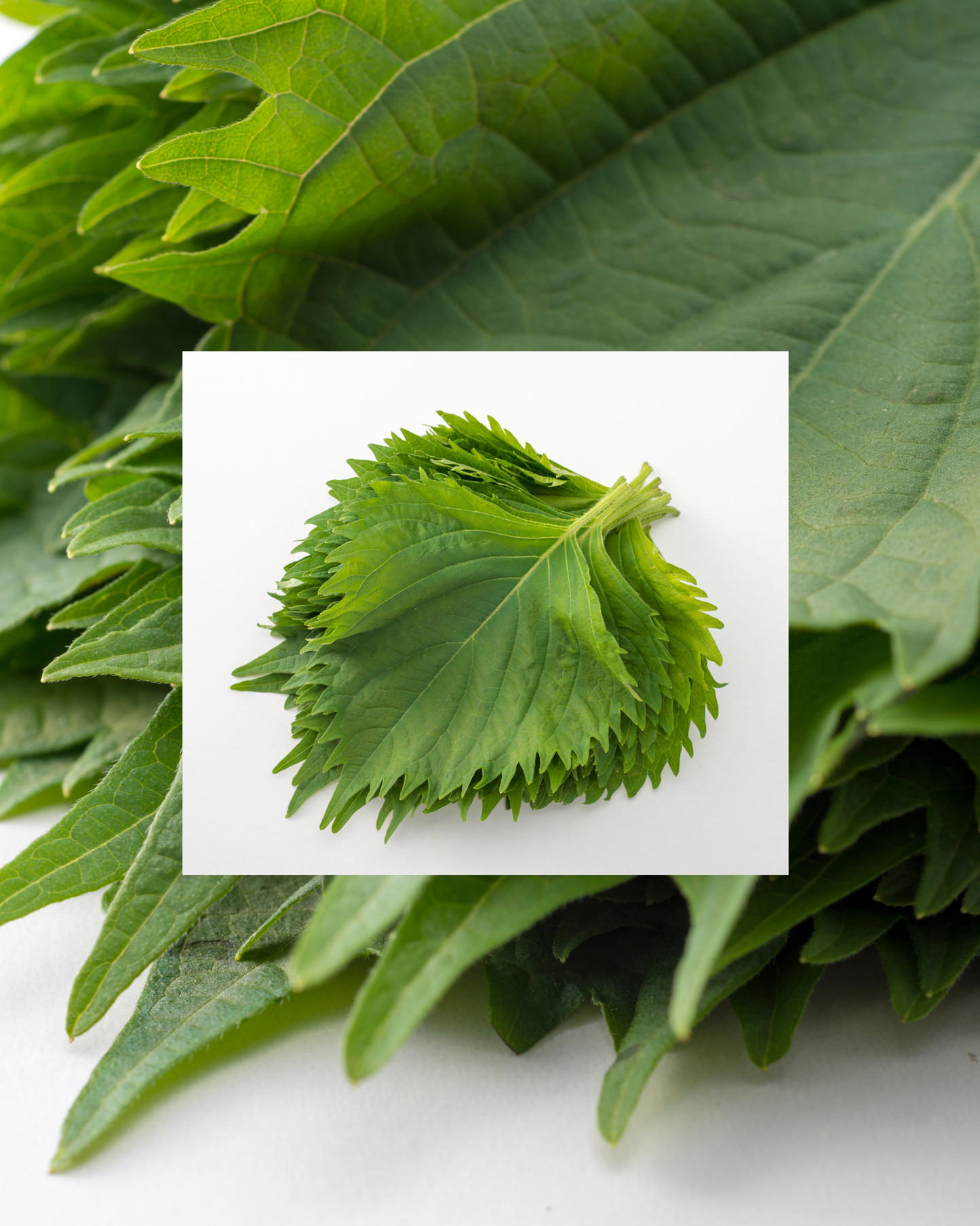 OTTER LEAF