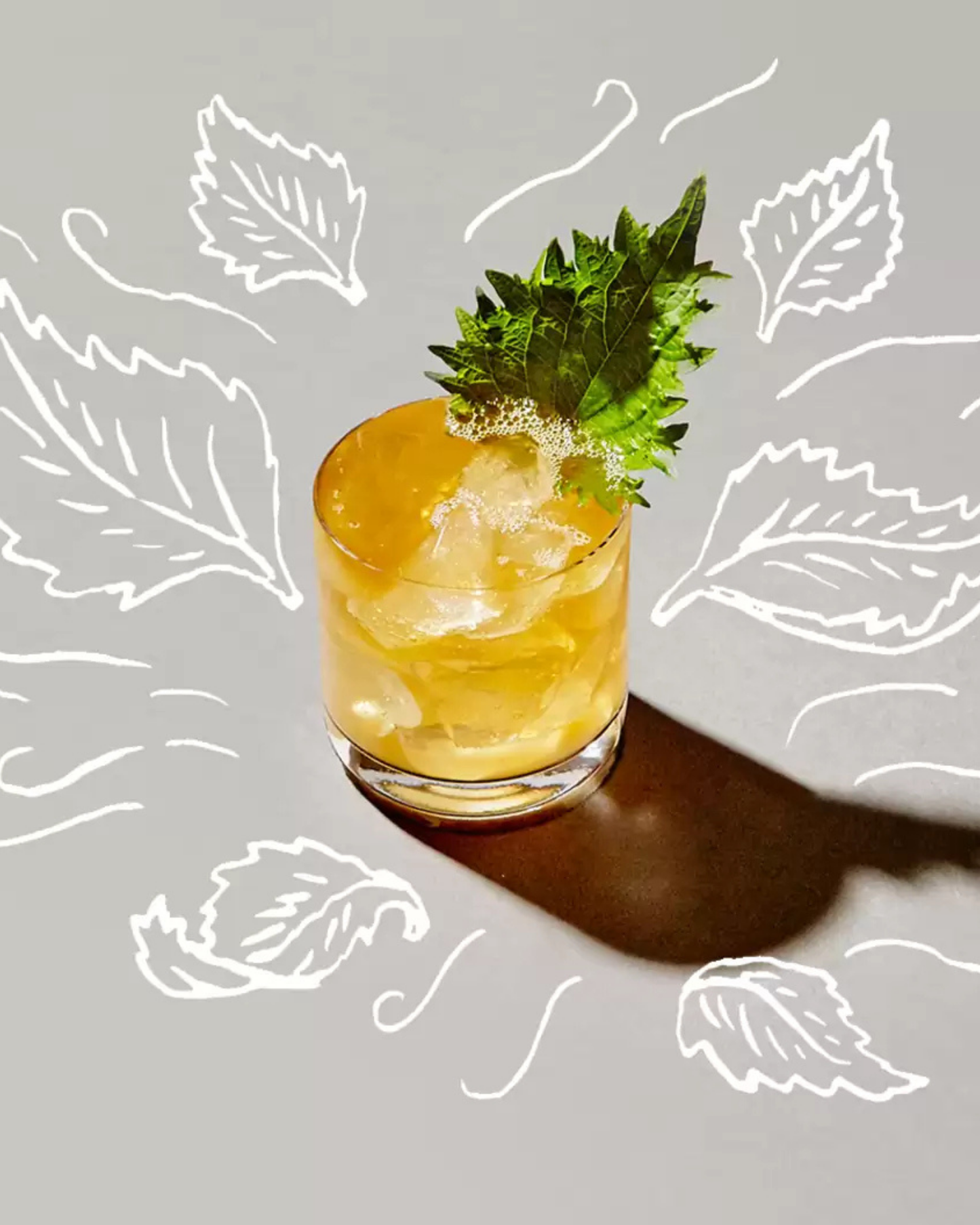OTTER LEAF